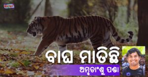 Read more about the article ବାଘ ମାତିଛି