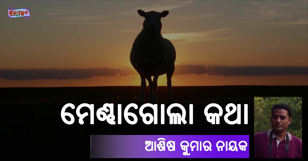 Read more about the article ମେଣ୍ଢାଗୋଲା କଥା