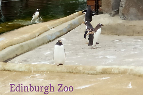 ଏଡିନବରା ଚିଡ଼ିଆଖାନା (Edinburgh Zoo)