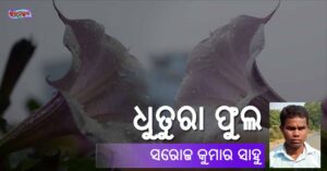 Read more about the article ଧୁତୁରା ଫୁଲ