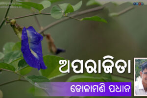 Odia Poem Aparajita (ଅପରାଜିତା) by Dolamani Padhan