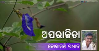 Odia Poem Aparajita (ଅପରାଜିତା) by Dolamani Padhan